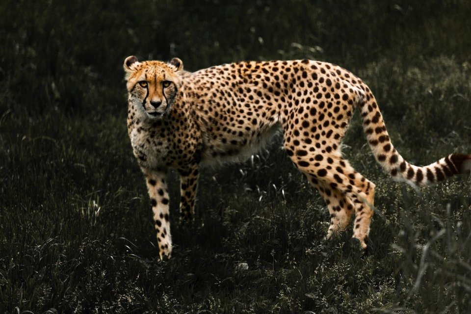 Ilustrasi, cheetah, hewan tercepat di dunia