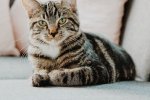 Cara Mengatasi Rontok Bulu Kucing