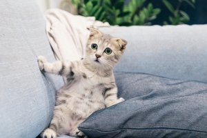 Cara Menghilangkan Bau Kencing Kucing