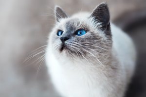 Cara Menghilangkan Scabies Pada Kucing