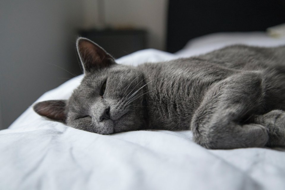 Memahami 7 Cara Mengobati Kucing Batuk Pilek - Lifestyle Katadata.co.id