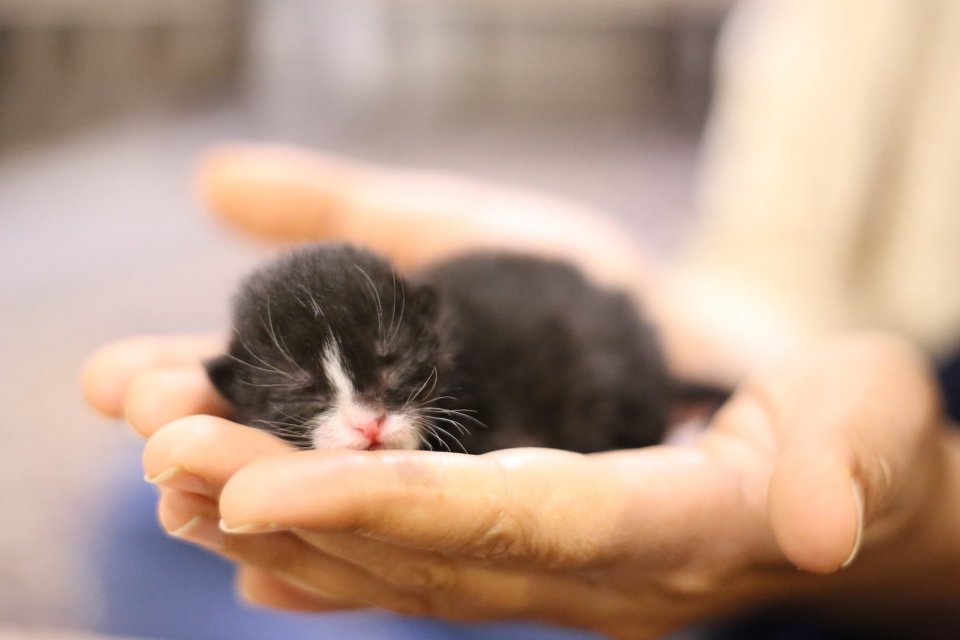 Cara Mengurus Kucing Baru Lahir