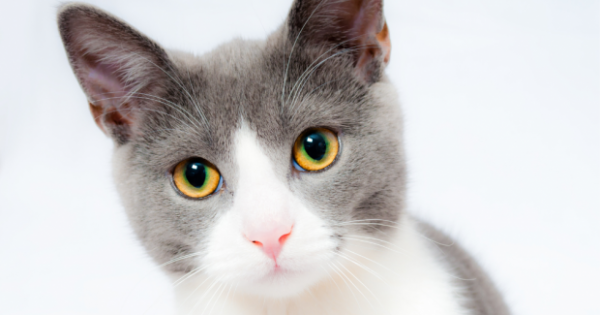 Cara Mengatasi Kucing Stres, Beserta Ciri-cirinya - Lifestyle Katadata