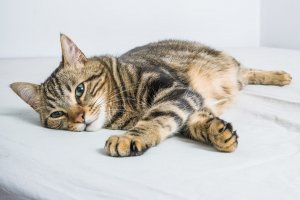 Cara Mengetahui Usia Kehamilan Kucing