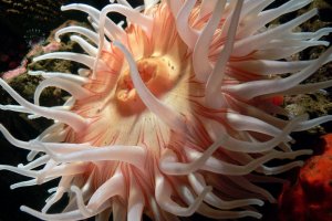 Ilustrasi, anemon laut, hewan terlambat di dunia