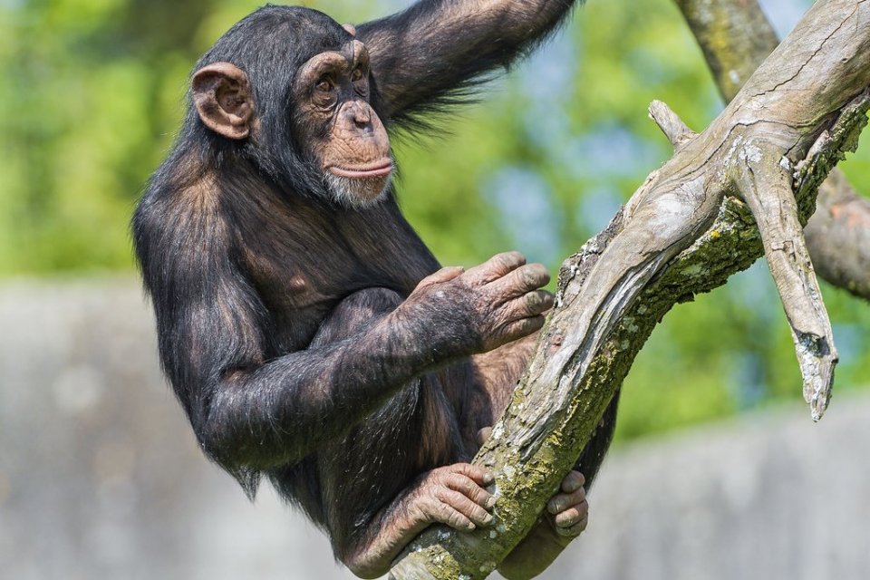 Ilustrasi, simpanse, hewan terpintar di dunia