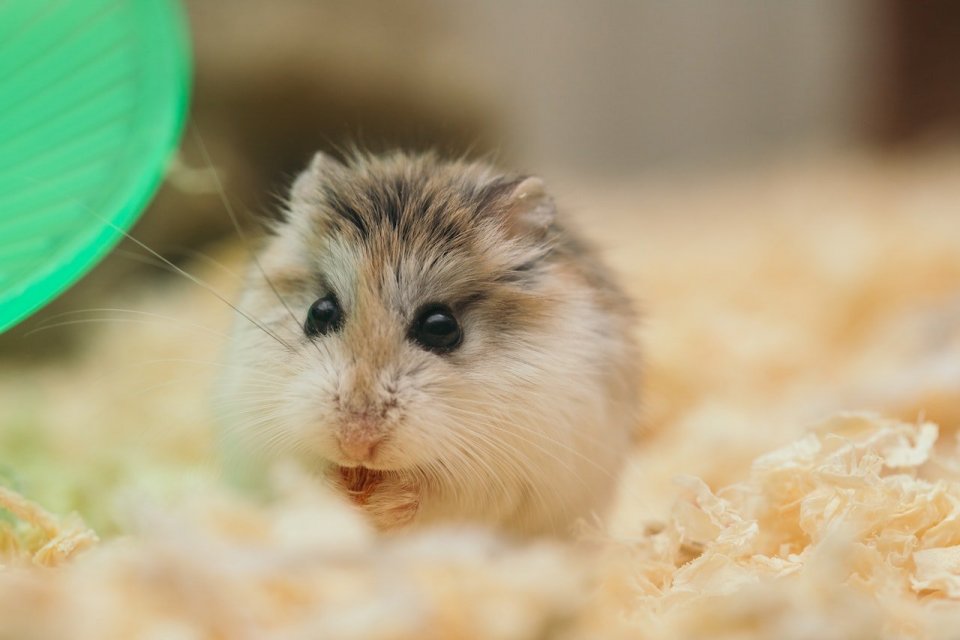 Ilustrasi, seekor hamster. Hamster termasuk hewan pengerat yang cocok dijadikan peliharaan. Terdapat lima jenis hamster domestik, yaitu hamster Syria, Campbell dwarf, kerdil putih Rusia, Roborovski, dan hamster Tiongkok.