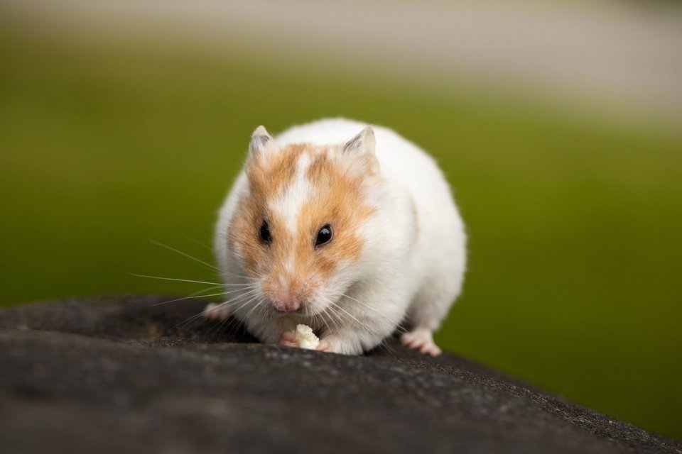 Ilustrasi, hamster. Ada banyak nama hamster lucu yang dapat digunakan. Selain memberi nama, perlu diketahui jenis dan makanan hamster sebagai bagian dari perawatan hamster.