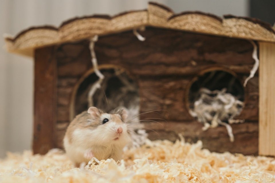 Ilustrasi, seekor hamster di dalam kandang. Cara merawat hamster dilakukan dengan menyediakan kandang dan tempat tinggal yang baik serta memberinya makanan yang bernutrisi seimbang dan lengkap.