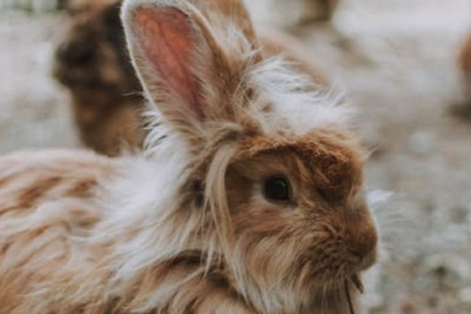 jenis kelinci