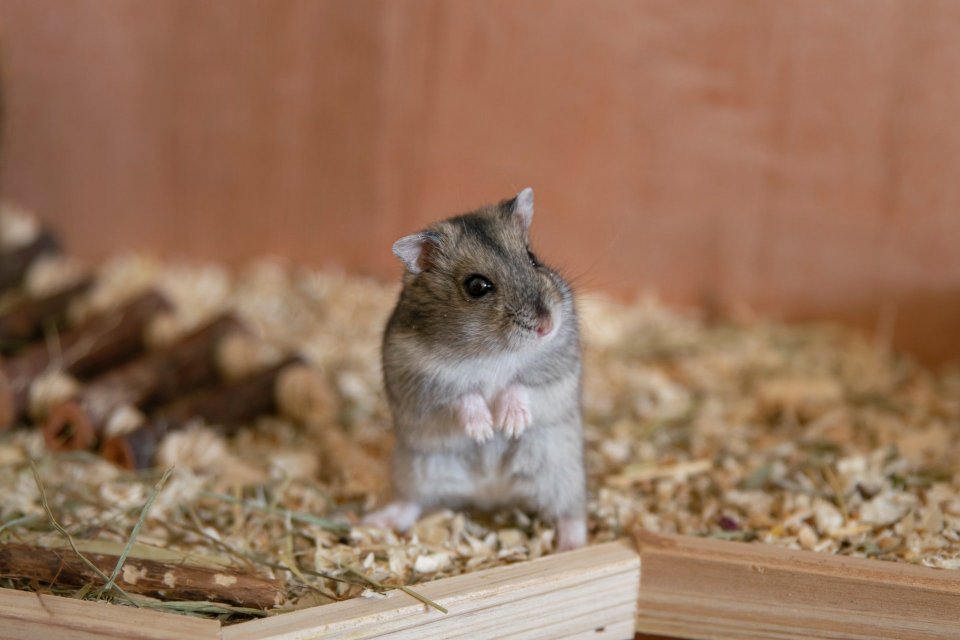 Ilustrasi, seekor hamster. Cara membedakan hamster jantan dan betina dilihat dari jarak antara anus dan lubang kelamin. Pada hamster jantan, jarak lubang penis dan anus lebih panjang daripada hamster betina.