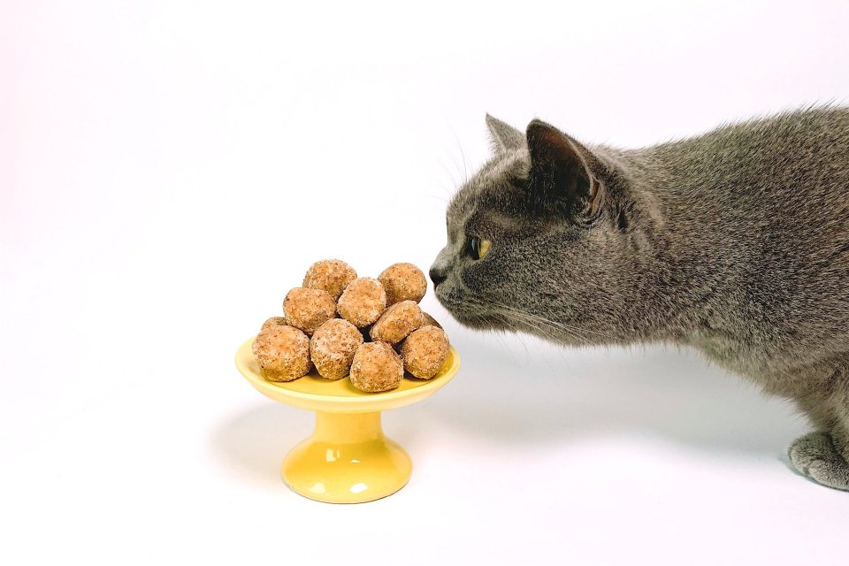makanan yang tidak boleh diberikan ke kucing peliharaan
