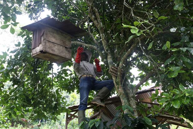 Anggota kelompok Lembaga Pengelolaan Hutan Desa (LPHD) Bale Redelong memanen madu lebah lokal (Apis cerana) di kaki Gunung Burni Telong, Bener Meriah, Aceh, Rabu (16/11/2022). Kelompok LPHD Bale Redelong selama ini telah melaksanakan aktivitas ekonomi di 