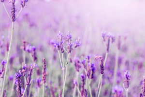Ilustrasi, bunga lavender.