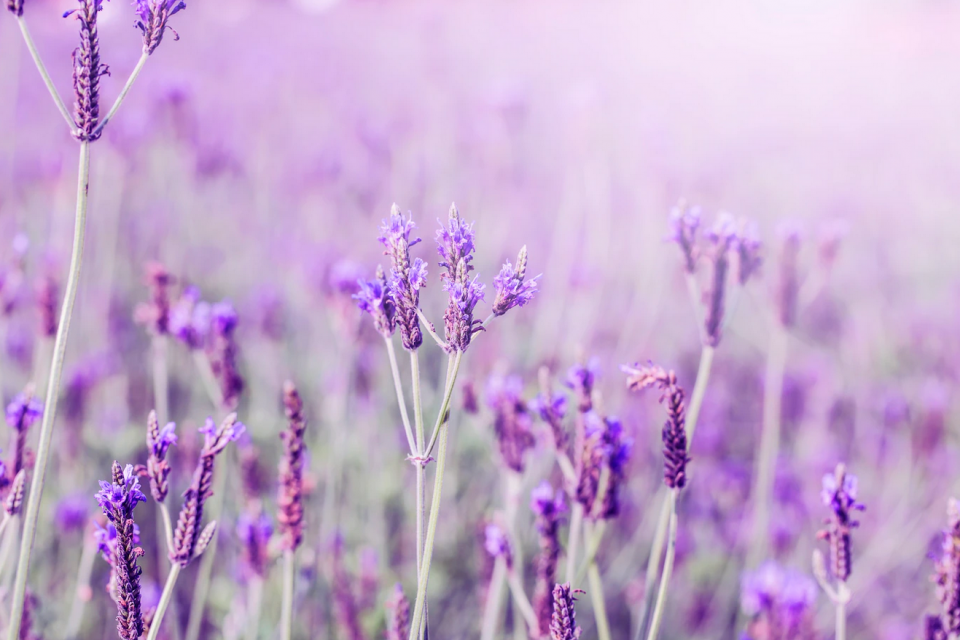 Cara Menanam Bunga Lavender