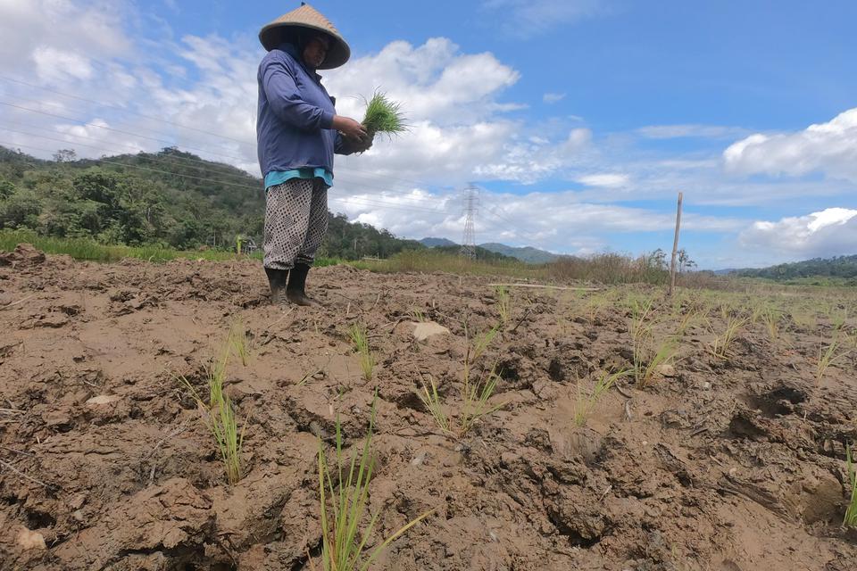 Seorang petani menanam bibit padi di lahan bekas tambang emas ilegal usai penertiban di Pangkalan Jambu, Merangin, Jambi, Sabtu (10/12/2022). Sejumlah petani di daerah itu mulai bercocok tanam padi kembali di areal persawahan miliknya yang selama sepuluh 