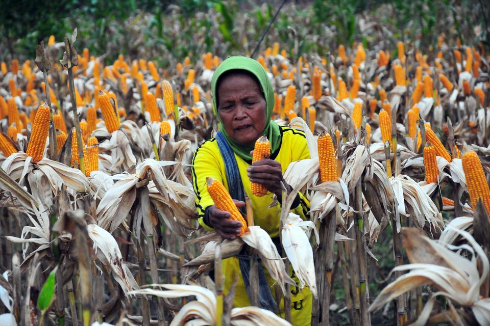 Petani memanen jagung di Desa Pecukan, Juwangi, Boyolali, Jawa Tengah, Jumat (23/12/2022). Menurut petani harga jagung di wilayah itu rata-rata Rp4.000 per kilogram dan harga tersebut dinilai sudah memberi keuntungan bagi petani.