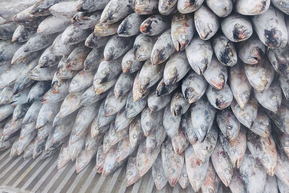 Ikan Cakalang yang telah dibekukan untuk dieskpor ke Jepang.