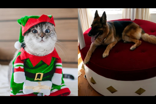 Hewan peliharaan terkaya