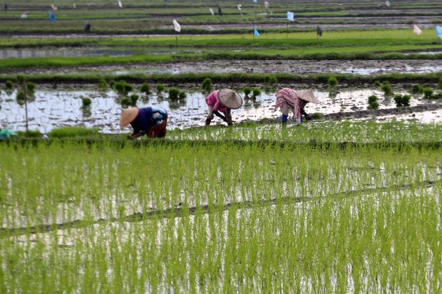 Petani menanam bibit padi pada musim pertama tahun 2023 di Aceh Besar, Aceh, Sabtu (7/1/2023). Kementerian Pertanian berupaya meningkatkan program penguatan pangan, nilai tambah dan daya saing industri, riset, inovasi ilmu pengetahuan dan teknologi serta 