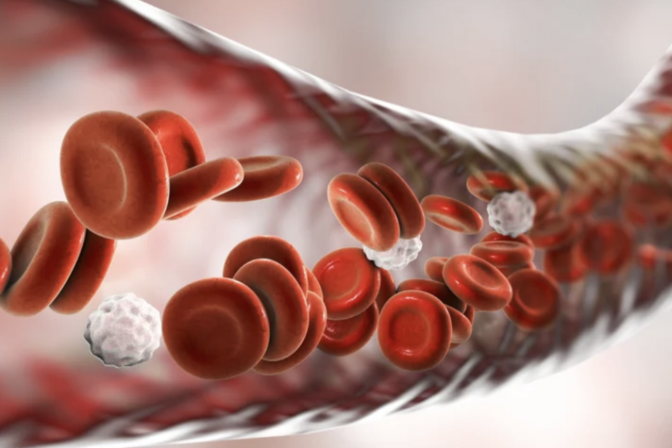 Peredaran darah tertutup adalah sistem peredaran darah yang berlaku pada hewan mollusca, vertebrata, dan annelida