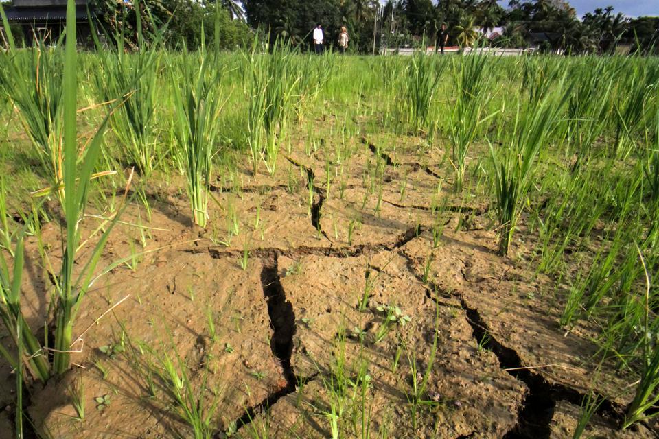 Petani melihat tanah tanaman padi yang retak karena kekeringan di Desa Ampeh, Kecamatan Tanah Luas, Aceh Utara, Aceh, Jumat (13/1/2023). =