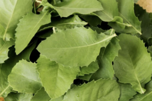 Manfaat Daun Beluntas