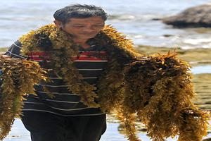 PEMANFAATAN RUMPUT LAUT UNTUK PEMBUATAN TEH DI ACEH BARAT
