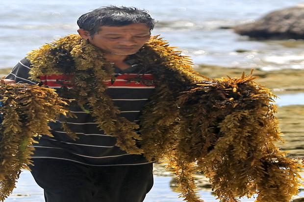 BRIN Ulik Manfaat Rumput Laut Cokelat Jadi Sabun Ramah Lingkungan