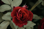 Cara Penyerbukan Bunga Mawar