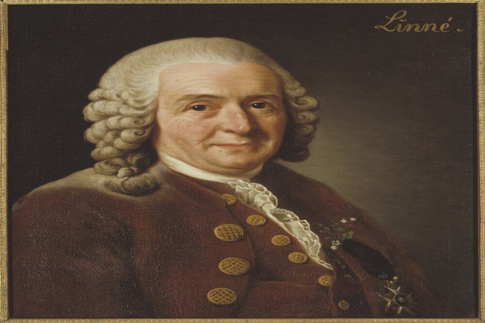 Carolus Linnaeus, Bapak Taksonomi Modern