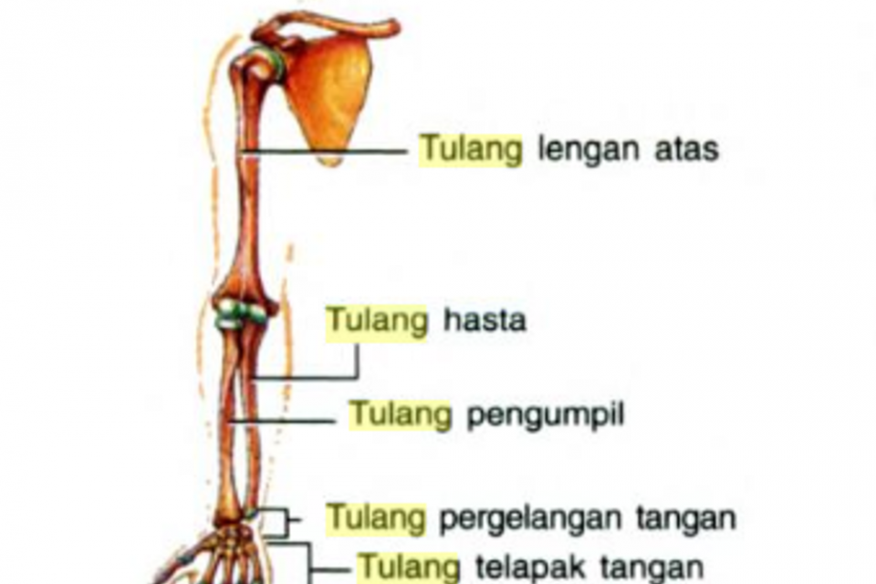 Fungsi Tulang Paha, Tulang Atas, dan Tulang Kering