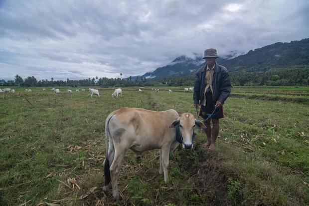 Warga menggembalakan ternak sapinya di lahan perkebunan di Desa Kaleke, Sigi, Sulawesi Tengah, Jumat (27/1/2023). Pemerintah setempat menalangi seluruh bunga Kredit Usaha Rakyat (KUR) atau menjadi nol persen yang disalurkan kepada warga yang berusaha di s