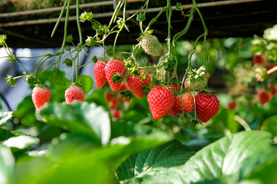 Cara merawat strawberry agar berbuah lebat.