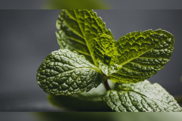 Minuman untuk mengecilkan perut buncit