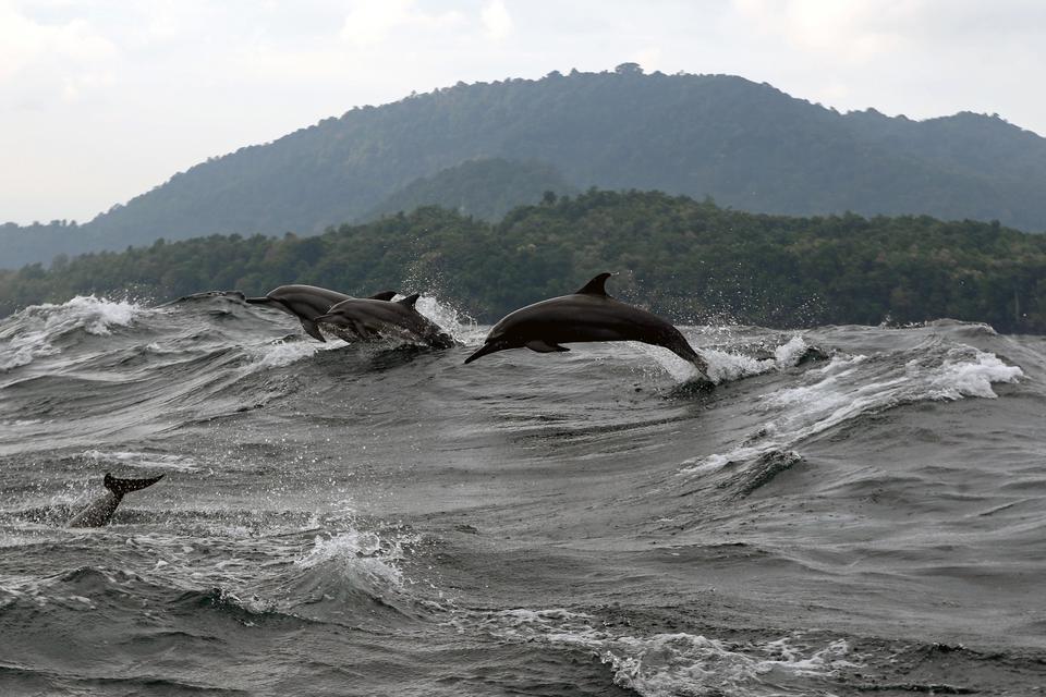 Kawanan lumba-lumba muncul ke permukaan air laut di perairan Selat Malaka, Sabang, Aceh, Minggu (29/1/2023). Kawanan lumba-lumba yang biasanya muncul setiap pagi di perairan Selat Malaka yaitu di kawasan Pulau Seulako, Sabang tersebut menjadi salah satu d