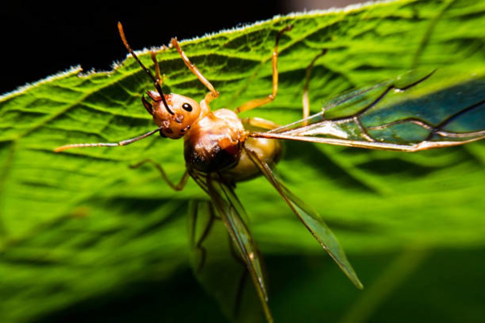 Cara berkembang biak semut