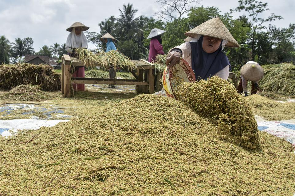 Petani merontokkan padi saat musim panen di Desa Imbanagara, Kabupaten Ciamis, Jawa Barat, Rabu (1/2/2023). 