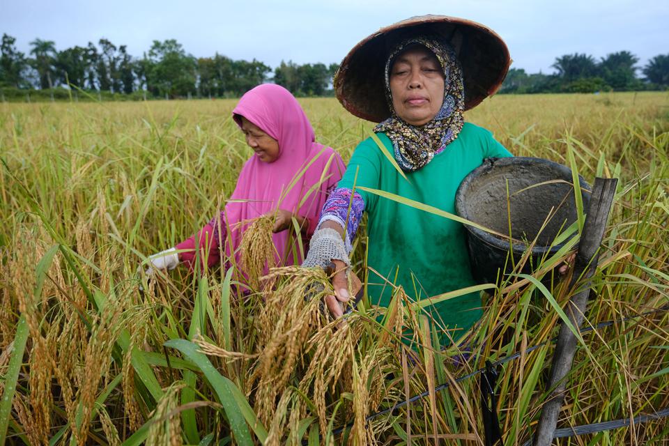 Petani memanen padi di Sungai Raya, Kabupaten Kubu Raya, Kalimantan Barat, Kamis (2/2/2023). 