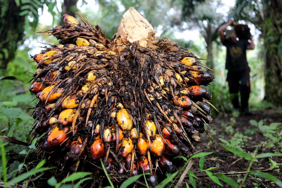 Pekerja mengangkut kelapa sawit hasil panen di Desa Pucok Lueng, Samatiga, Aceh Barat, Aceh, Sabtu (4/2/2023). Harga referensi produk minyak kelapa sawit (CPO) periode 1-15 Februari 2023 sebesar 879,31 dolar AS/MT yaitu turun 41,26 dolar AS dari periode s
