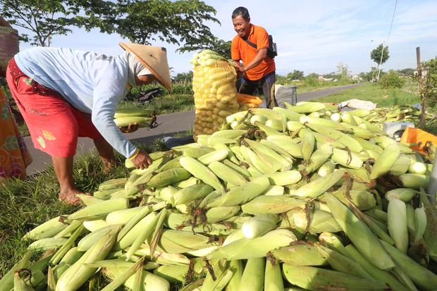 Petani mengemas jagung manis ke dalam karung saat panen di area persawahan Desa Bendo, Kediri, Jawa Timur, Selasa (7/2/2023). Petani di daerah tersebut mengaku lebih untung menanam jagung manis (jagung sayur) karena masa panen lebih cepat dari pada jagung