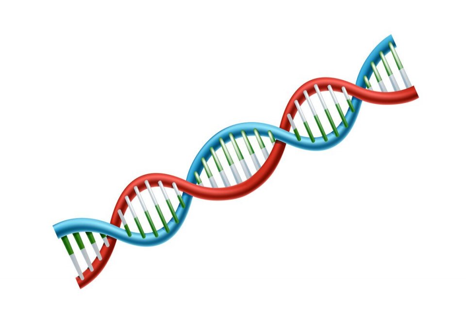 Ilustrasi Fungsi DNA