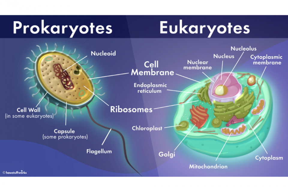 Perbedaan sel prokariotik dan sel eukariotik.
