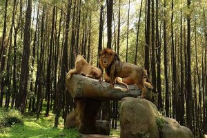 Singa Debo dan Frans di Taman Safari II, Jatim. Foto: Taman Safari II Jatim.