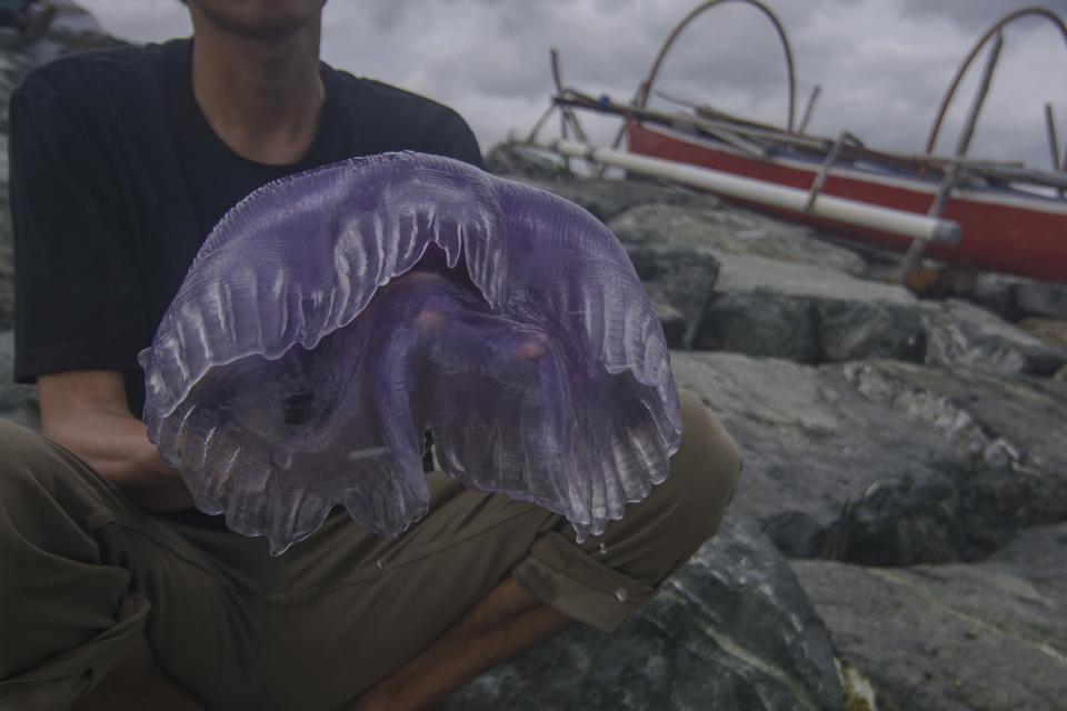 Warga menunjukkan ubur-ubur ungu atau ubur-ubur mahkota (Cephea cephea) yang terdampar di Pantai Teluk Palu, Sulawesi Tengah, Jumat (17/2/2023). Puluhan ubur-ubur berdiameter antara 30cm sampai 50cm yang berhabitat di laut dalam sekitar Laut Pasifik dan A