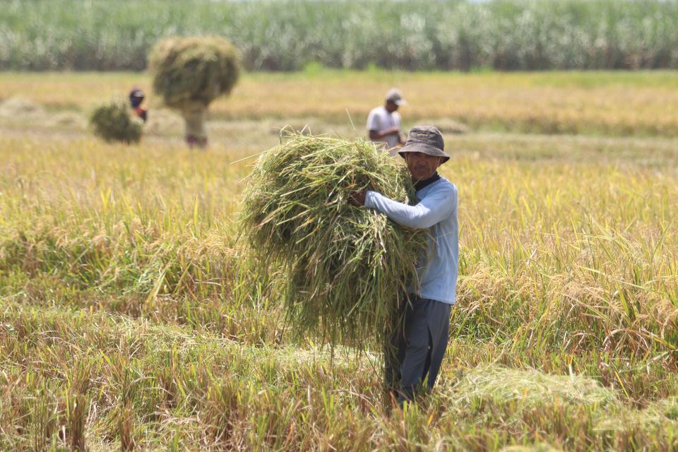 Petani mengumpulkan jerami saat panen awal padi di area persawahan Desa Dawuhan Kidul, Kediri, Jawa Timur, Senin (20/2/2023). Panen padi secara nasional mulai berjalan bertahap, sedikitnya 1 juta hektare pada bulan Februari dan diperkirakan mencapai 1,9 h