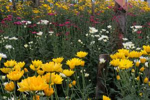 HARGA BUNGA KRISAN TURUN