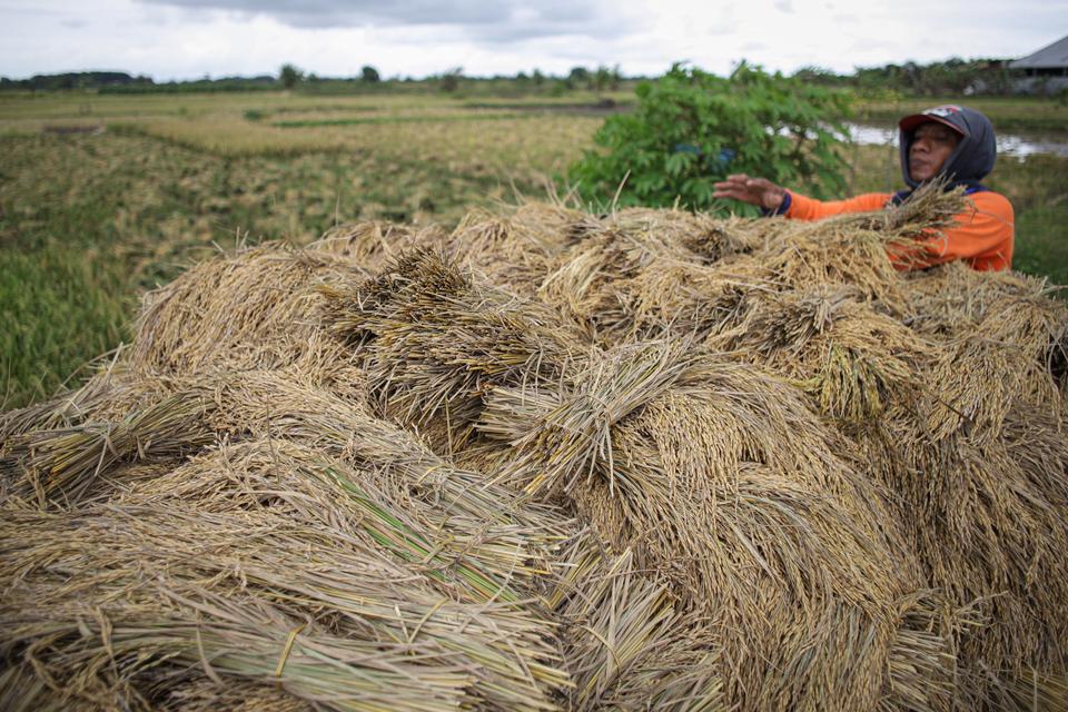 Petani menjemur padi hasil panen di areal persawahan Desa Beton, Kecamatan Menganti, Gresik, Jawa Timur, Kamis (2/3/2023). 