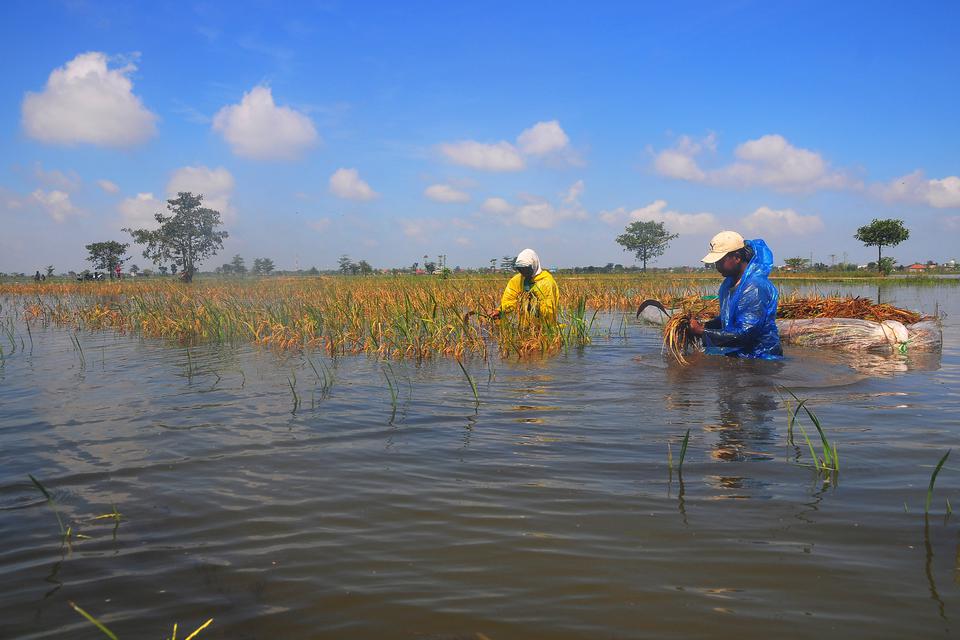 Petani memanen padi di persawahan yang terendam banjir di Desa Wates, Undaan, Kudus, Jawa Tengah, Jumat (3/3/2023). 