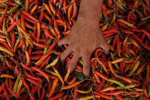 HARGA CABAI RAWIT MERAH DI BENGKULU NAIK